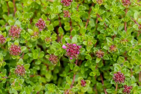 Thymus 'Pink Ripple' - P13 - image 2