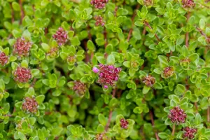 Thymus 'Pink Ripple' - P13 - image 2