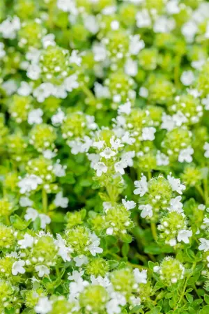 Thymus praecox 'Albiflorus' - P9 - image 2
