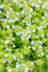 Thymus praecox 'Albiflorus' - P9 - image 2