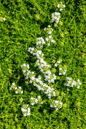 Thymus praecox 'Albiflorus' - P9 - image 5