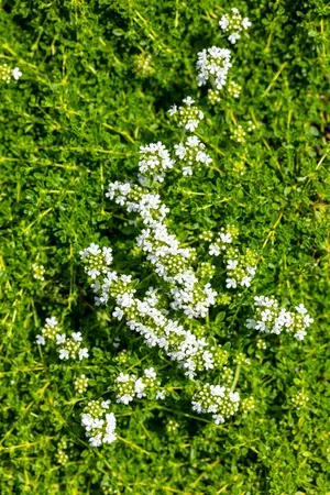 Thymus praecox 'Albiflorus' - 2 Ltr pot - image 5