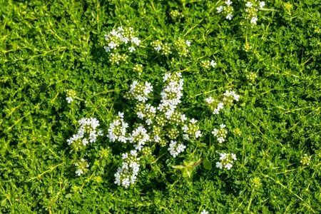 Thymus praecox 'Albiflorus' - P9 - image 3