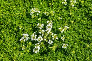 Thymus praecox 'Albiflorus' - P9 - image 3