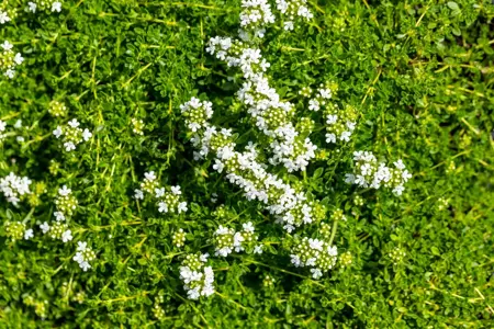 Thymus praecox 'Albiflorus' - P9 - image 4