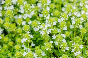 Thymus praecox 'Albiflorus' - P13 - image 1