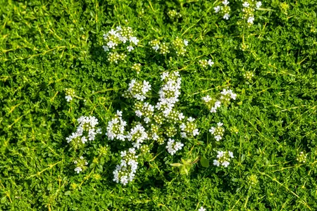 Thymus praecox 'Albiflorus' - P13 - image 3