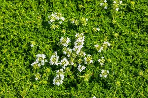 Thymus praecox 'Albiflorus' - P13 - image 3