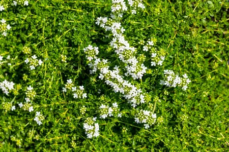 Thymus praecox 'Albiflorus' - P13 - image 4