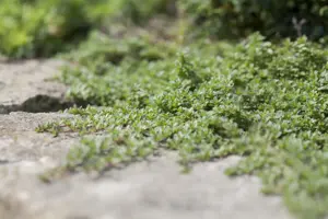 Thymus praecox 'Coccineus'