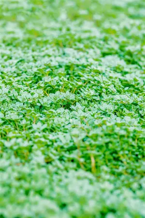 Thymus praecox 'Minor' - 1.5 Ltr pot - image 3