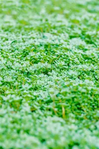 Thymus praecox 'Minor' - PLUG/CELGROWN 100 CEL TRAY - image 3