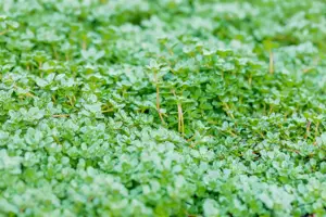 Thymus praecox 'Minor' - P9 - image 2