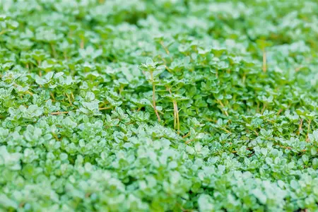 Thymus praecox 'Minor' - 2 Ltr pot - image 2