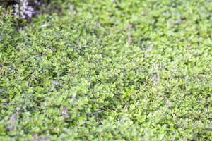 Thymus praecox 'Minor' - PLUG/CELGROWN 100 CEL TRAY - image 1