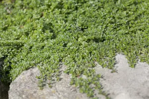 Thymus praecox 'Pink Chintz' - P9 - image 2