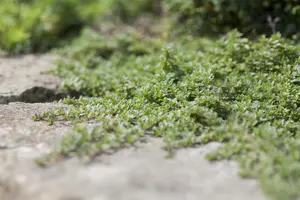 Thymus praecox 'Pink Chintz' - PLUG/CELGROWN 100 CEL TRAY - image 1