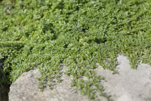 Thymus praecox 'Pseudolanuginosus' - 1.5 Ltr pot - image 2