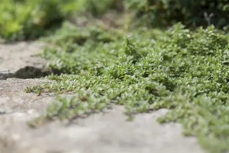 Thymus praecox 'Pseudolanuginosus' - P9 - image 1