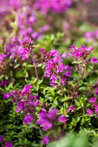 Thymus praecox 'Red Carpet'