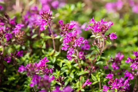 Thymus praecox 'Red Carpet' - P9 - image 2