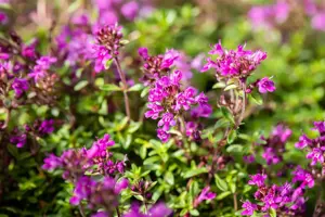 Thymus praecox 'Red Carpet' - P9 - image 2