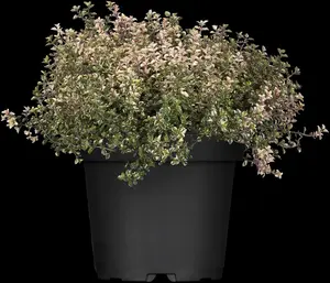 Thymus pulegioides - LINERS 24 CEL TRAY P9 SIZE - image 2