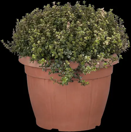 Thymus pulegioides 'Foxley' - P9 - image 1