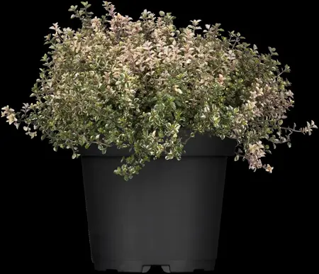 Thymus pulegioides 'Foxley' - P9 - image 2