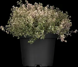 Thymus pulegioides 'Foxley' - P9 - image 2