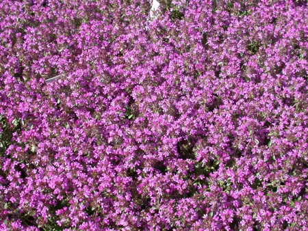 Thymus serpyllum - P13