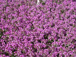 Thymus serpyllum - LINERS 24 CEL TRAY P9 SIZE