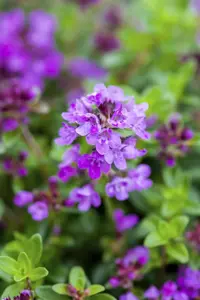 Thymus serpyllum 'Coccineus'