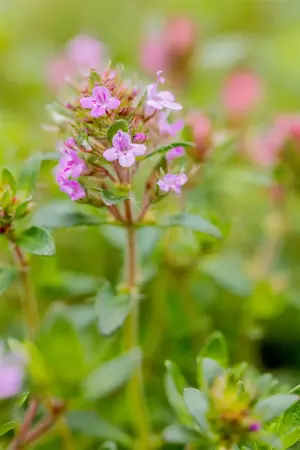 Thymus serpyllum 'Coccineus' - P9 - image 2