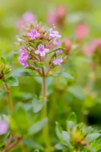 Thymus serpyllum 'Coccineus' - P9 - image 2