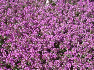 Thymus serpyllum 'Magic Carpet' - P9