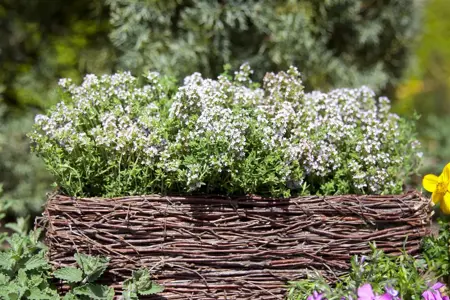 Thymus vulg. 'Compactus' - P9