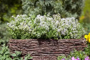 Thymus vulg. 'Compactus'