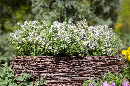 Thymus vulg. 'Compactus' - PLUG/CELGROWN 100 CEL TRAY