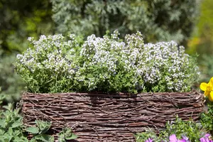 Thymus vulg. 'Compactus' - P11