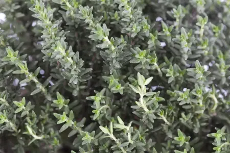 Thymus vulgaris - Plug/Celgrown - image 1