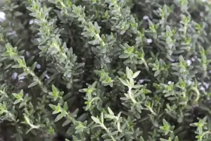 Thymus vulgaris