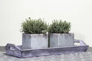 Thymus vulgaris - 1.5 Ltr pot - image 2