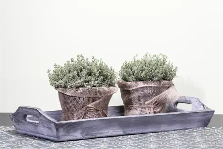 Thymus vulgaris - 1.5 Ltr pot - image 3