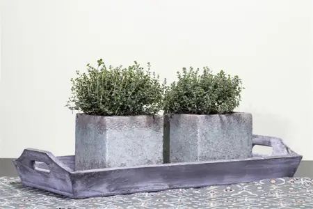 Thymus vulgaris - 2 Ltr pot - image 2