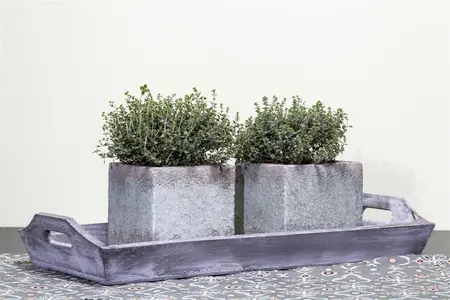 Thymus vulgaris - LINERS 24 CEL TRAY P9 SIZE - image 2