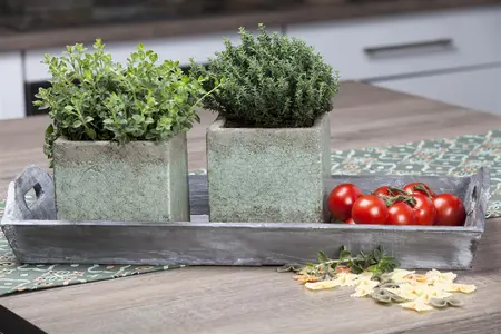 Thymus vulgaris - LINERS 24 CEL TRAY P9 SIZE - image 4