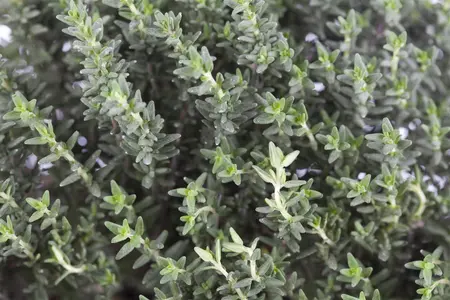 Thymus vulgaris - P12 - image 1