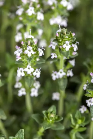 Thymus vulgaris 'Fragrantissimus' - P9 - image 2