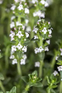 Thymus vulgaris 'Fragrantissimus' - P9 - image 2